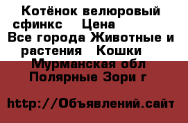 Котёнок велюровый сфинкс. › Цена ­ 15 000 - Все города Животные и растения » Кошки   . Мурманская обл.,Полярные Зори г.